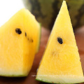 Quality Tropical Fruit  Hybrid F1 Yellow Flesh Round  Watermelon Seeds